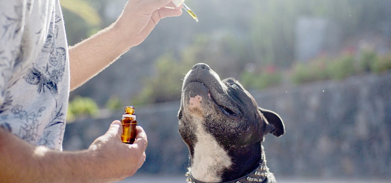 is cbd oil for pets legal