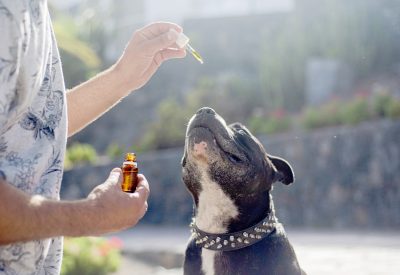 is cbd oil for pets legal