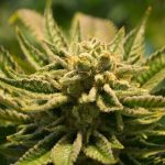 CBG Hemp Flower