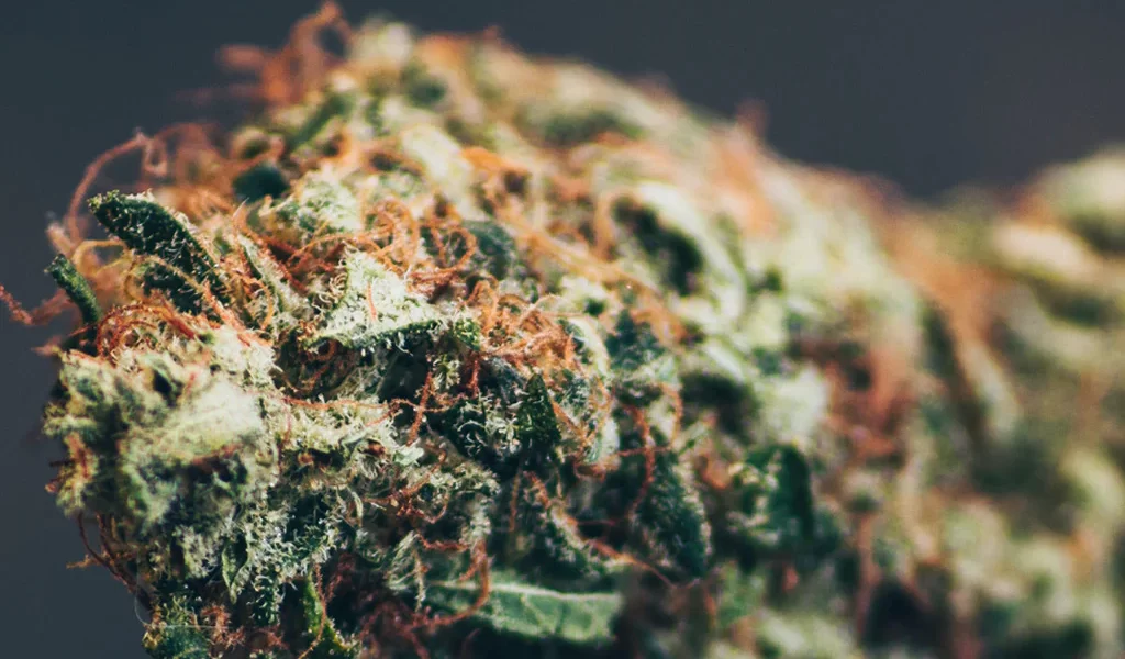 Can CBD Flower Help with Specific Wellness Concerns, such as Anxiety or Pain Relief?