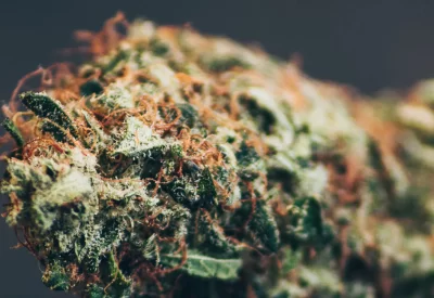 Can CBD Flower Help with Specific Wellness Concerns, such as Anxiety or Pain Relief?